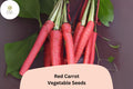 1000 Red Carrot Seeds - Heirloom Sweet Root Veggie for Planting
