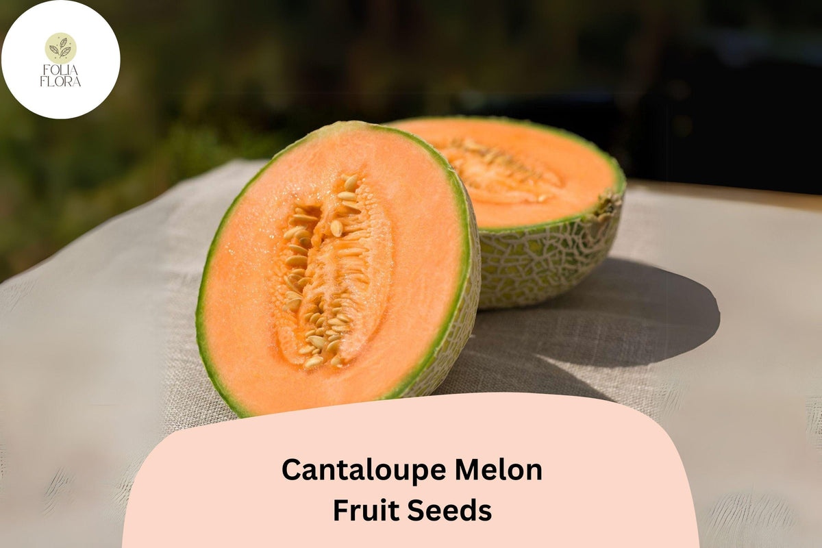 25 Cantaloupe Melon Seeds – Heirloom Summer Garden Variety