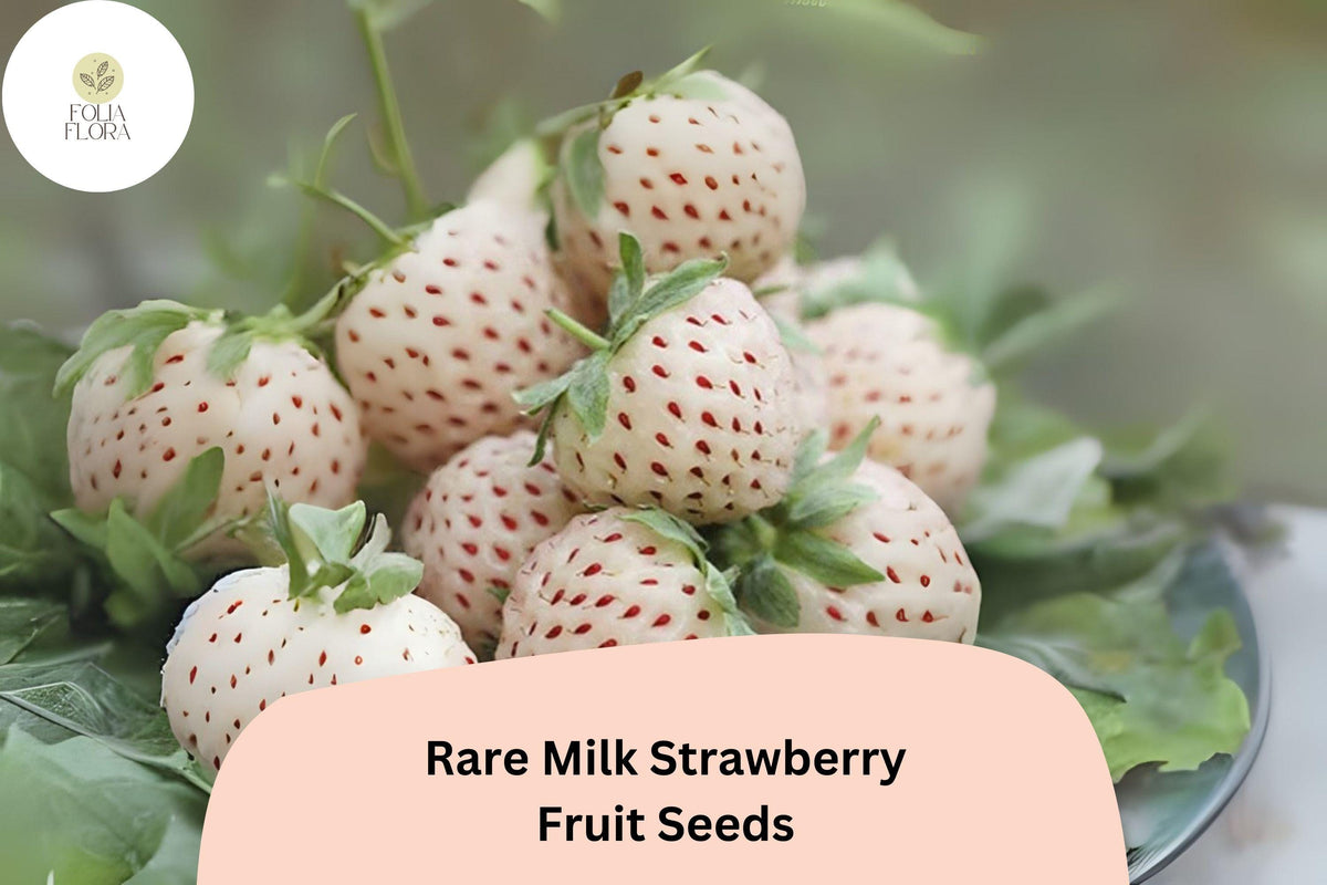 200 Rare Milk Strawberry Seeds – Heirloom White-Pink Berry Variety