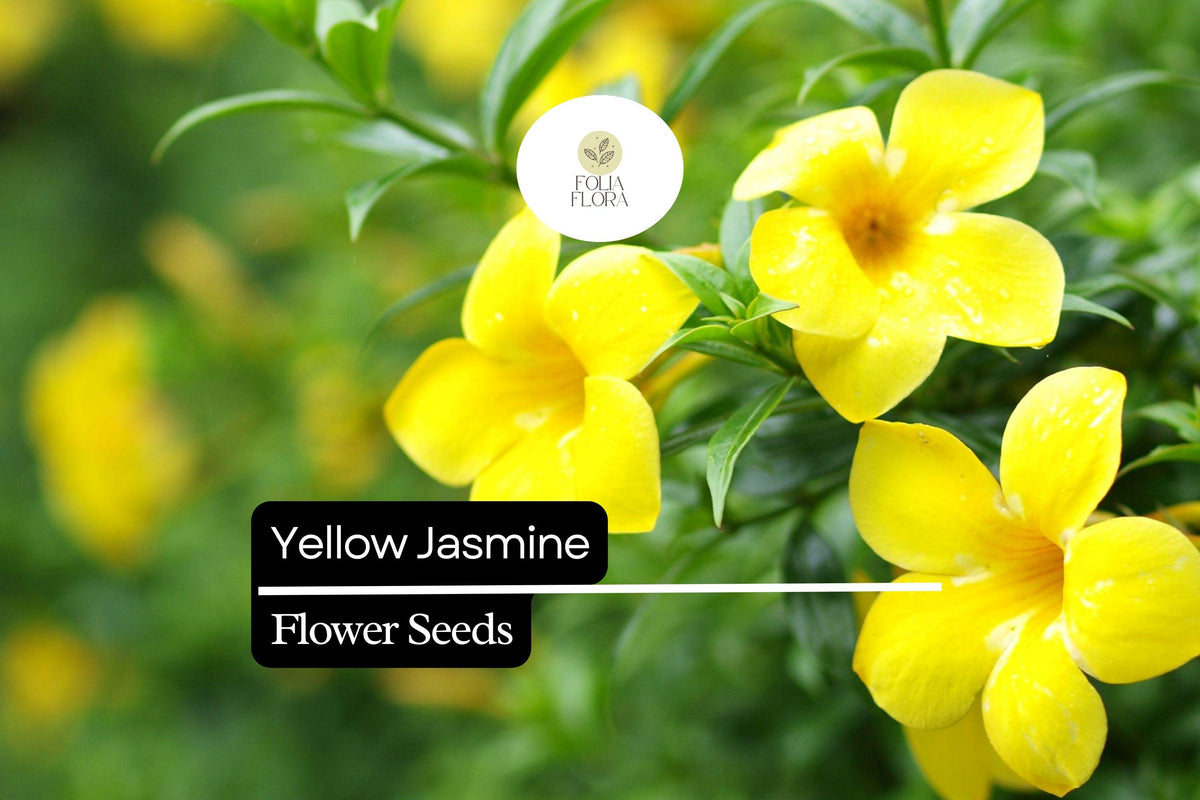 Yellow Jasmine Seeds (25) - Gelsemium sempervirens Carolina Jessamine Fragrant Climbing Vine
