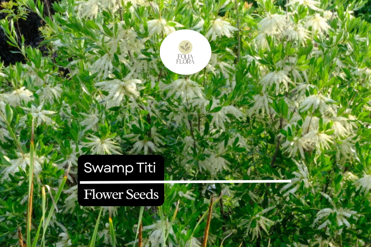 Swamp Titi Seeds - Native Pollinator Shrub for Wetlands (25 Seeds)