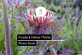 25 Purple & Yellow Thistle Seeds | Native Wildflower for Pollinators