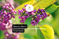 Beautyberry Seeds - 25 Callicarpa americana Seeds for Native Wildlife Gardens