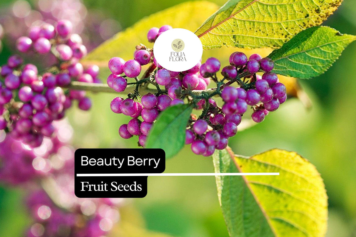 Beautyberry Seeds - 25 Callicarpa americana Seeds for Native Wildlife Gardens