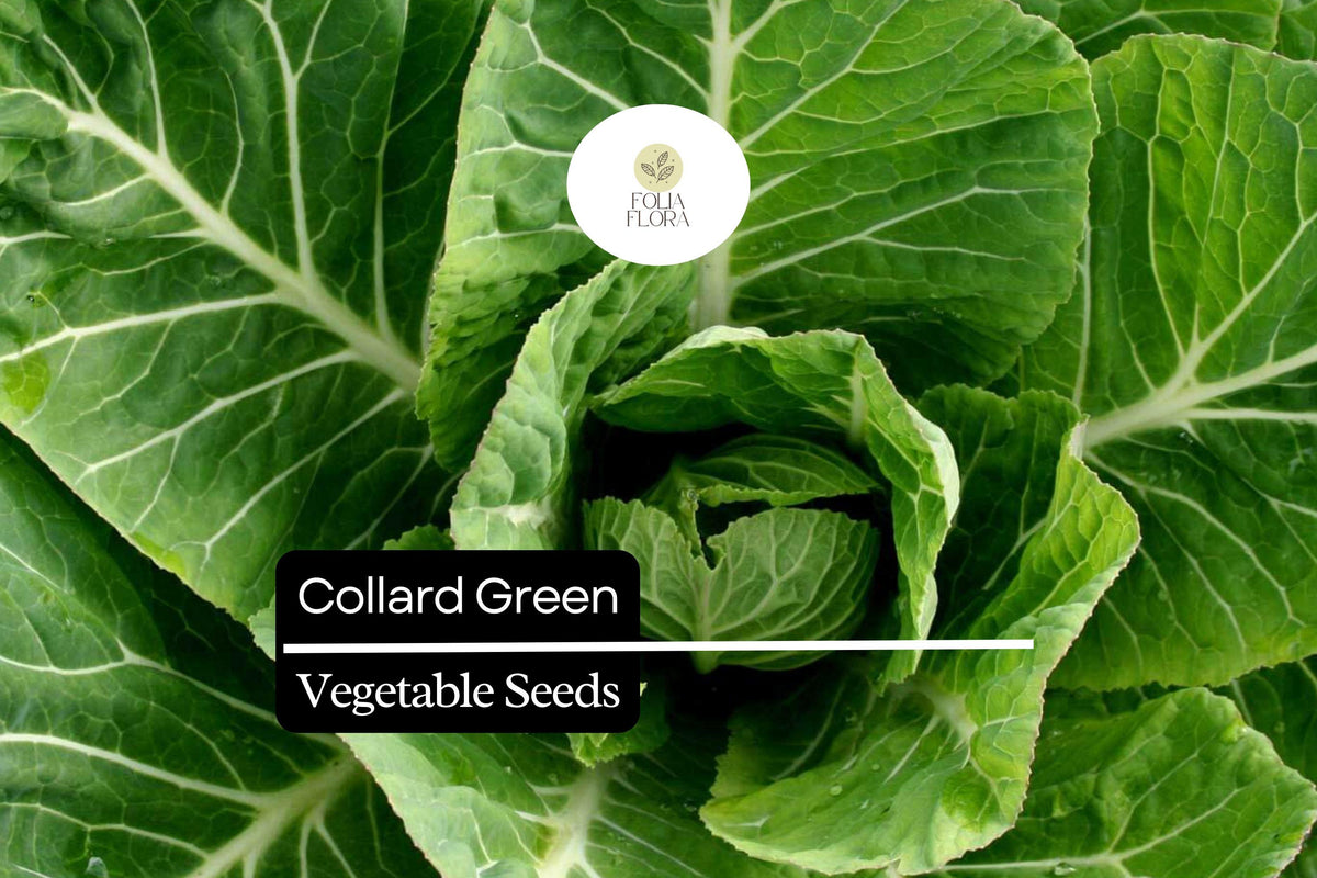 Organic Collard Greens Seeds – 25 Heirloom Seeds for Planting