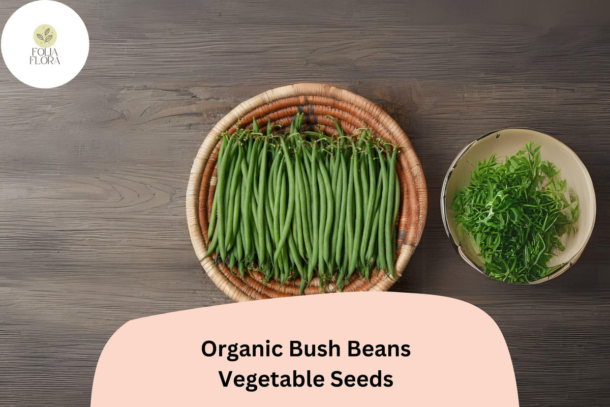 50 Organic Bush Bean Seeds – Heirloom Green Bean Seeds for Planting