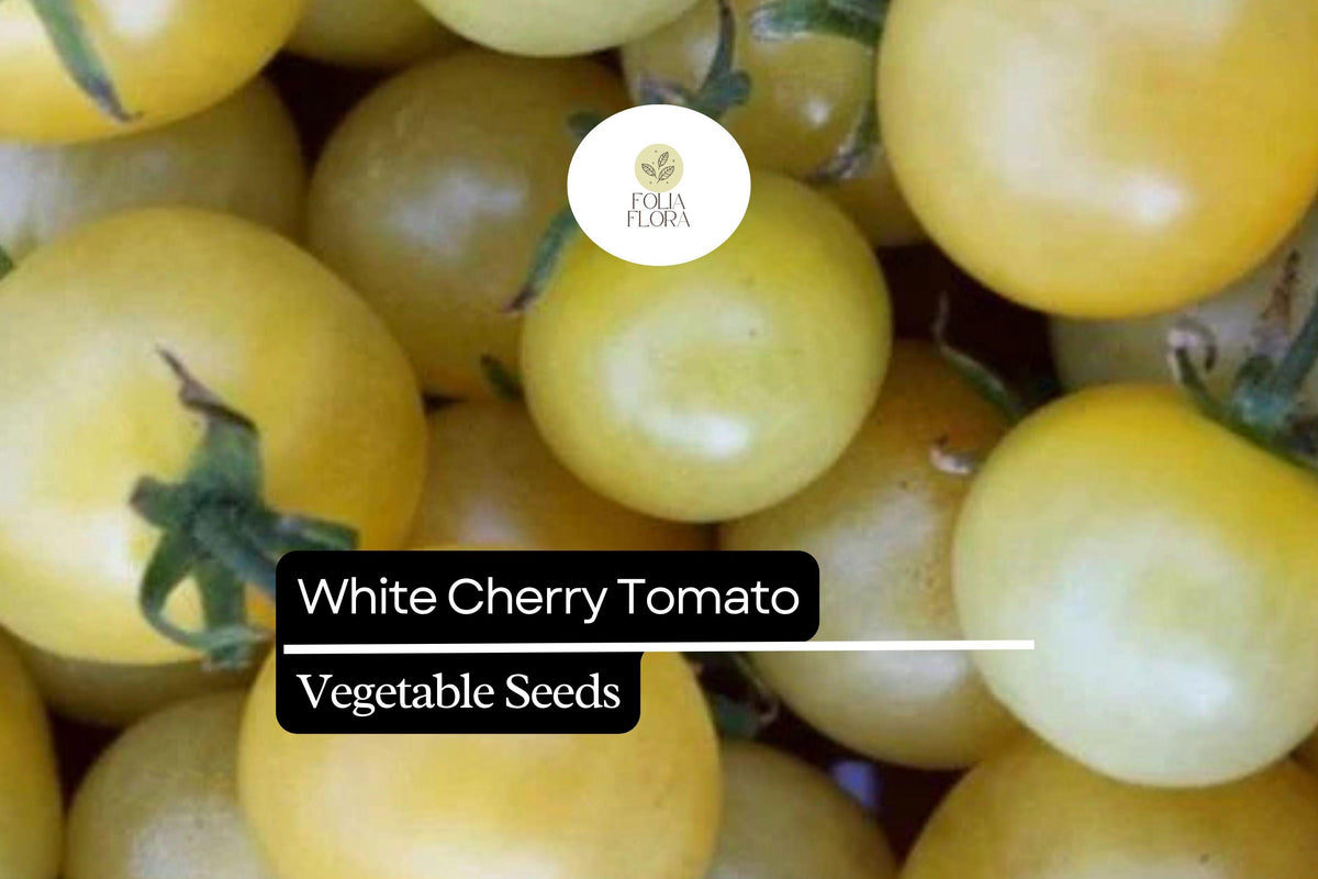 White Cherry Tomato Seeds - Heirloom Solanum Lycopersicum (15 Seeds)