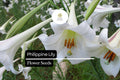 25 Philippine Lily Seeds - Rare Fragrant White Lilium philippinense