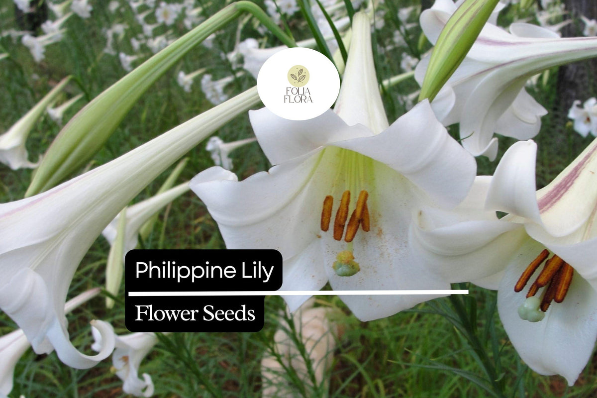 25 Philippine Lily Seeds - Rare Fragrant White Lilium philippinense