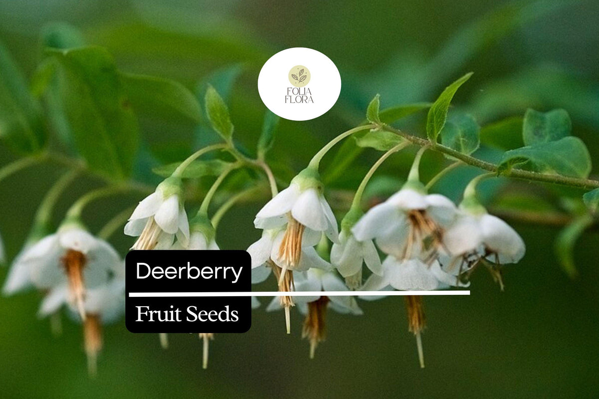 Deerberry Seeds 25 - Vaccinium stamineum Native Wild Blueberry Shrub