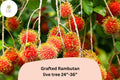 Grafted Rambutan Tree – Live Tropical Exotic Fruit Plant (24–36")