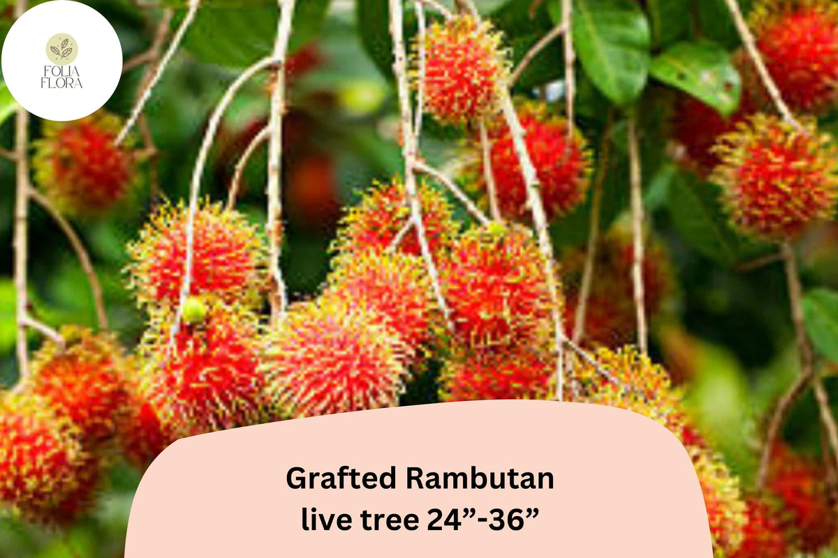 Grafted Rambutan Tree – Live Tropical Exotic Fruit Plant (24–36")