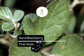 25 Sand Blackberry Seeds - Native Bramble Bush with Edible Fruits