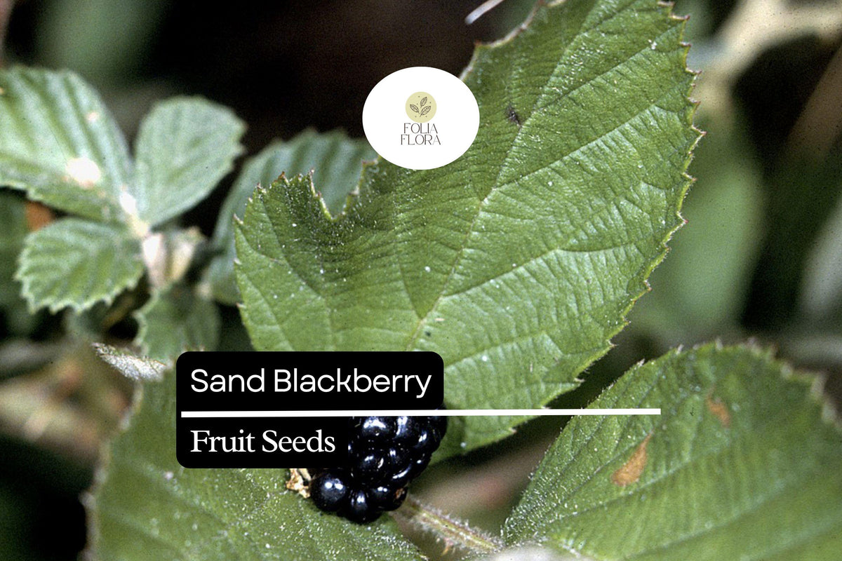 25 Sand Blackberry Seeds - Native Bramble Bush with Edible Fruits