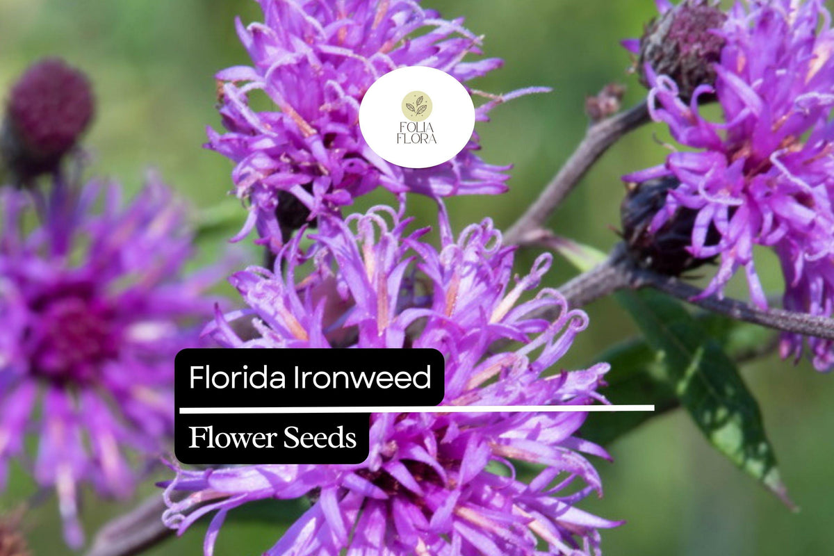 Florida Ironweed Seeds 25 Vernonia angustifolia Native Wildflower Pollinator Perennial