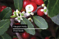25 Organic Yaupon Holly Seeds (Ilex vomitoria) - Native Evergreen Shrub for Hedging & Wildlife
