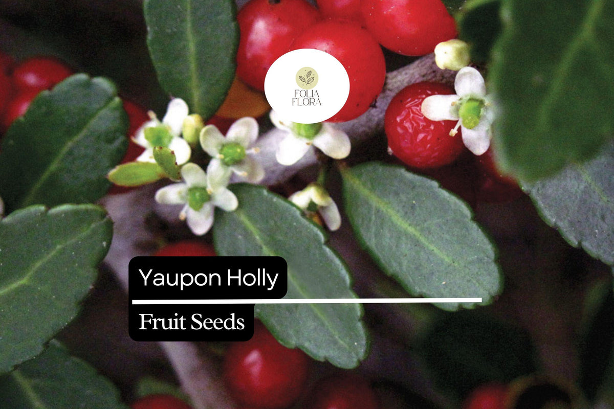 25 Organic Yaupon Holly Seeds (Ilex vomitoria) - Native Evergreen Shrub for Hedging & Wildlife