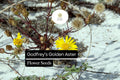25 Godfrey's Golden Aster Seeds - Native Florida Wildflower for Pollinators