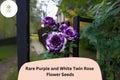 20 Rare Purple & White Rose Seeds – Bi-Color Ornamental Blooms for Planting