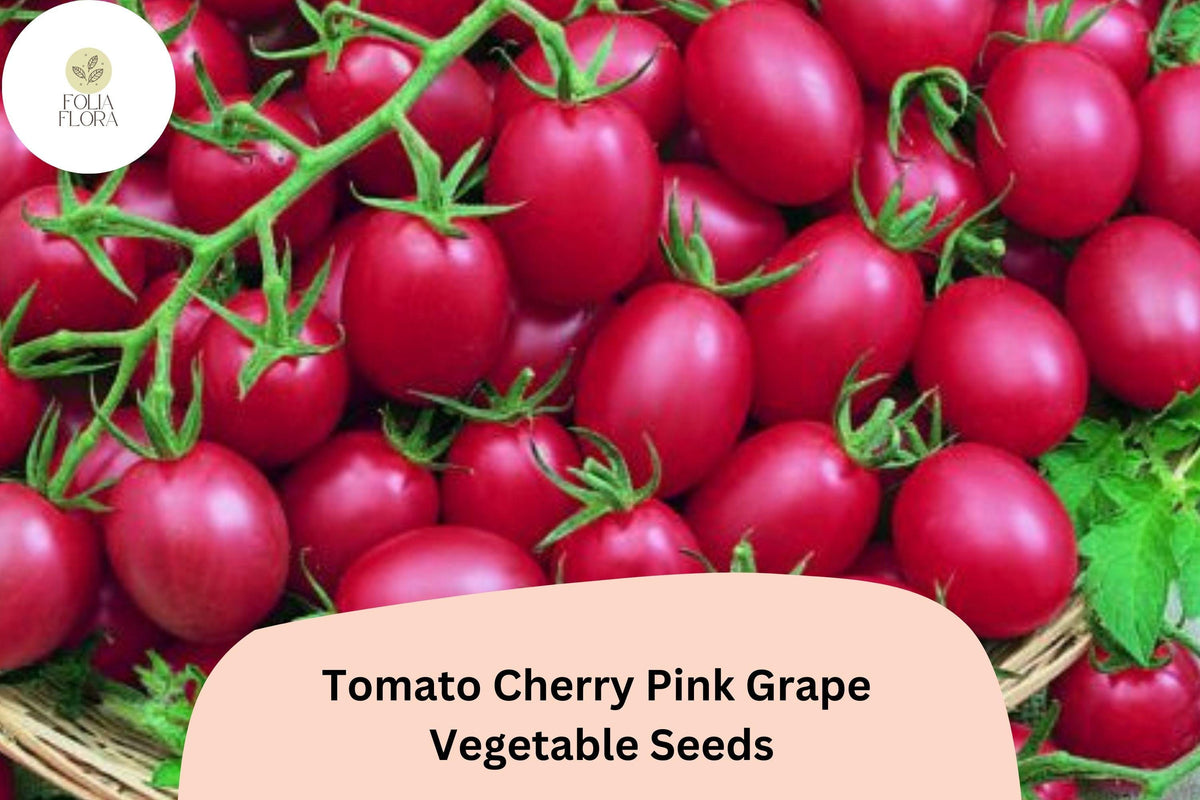 200 Pink Grape Cherry Tomato Seeds | Heirloom Non-GMO