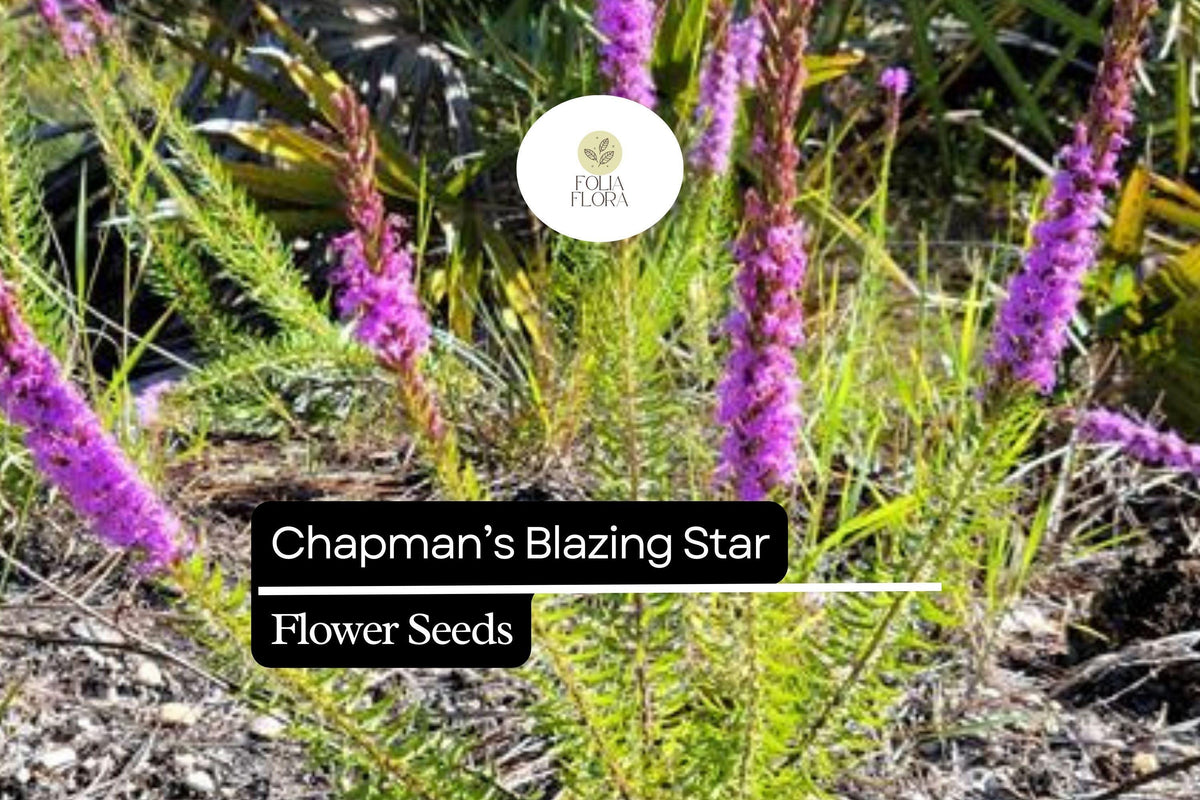 Chapman's Blazing Star Seeds - 25 Liatris chapmanii Native Wildflower for Pollinators