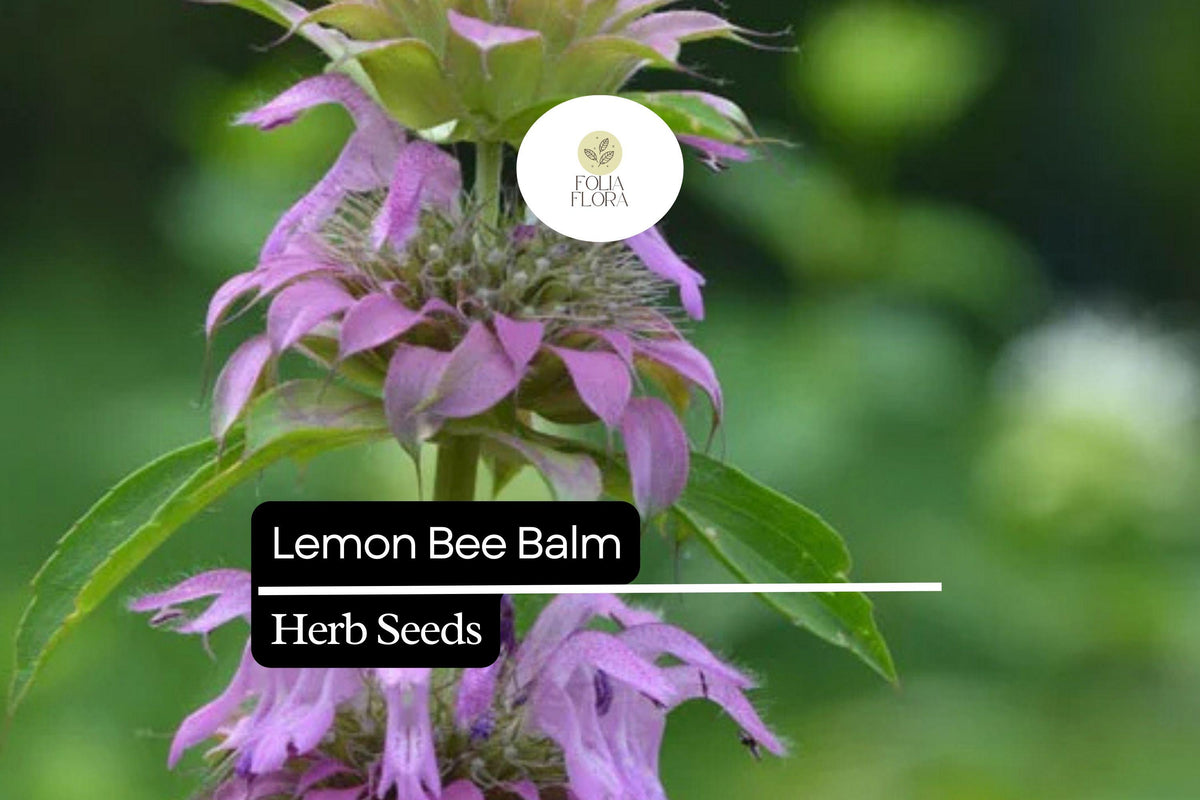 25 Lemon Bee Balm Seeds – Fragrant Pollinator Plant for Gardens