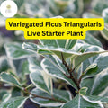 Variegated Ficus Triangularis Starter Plant - Rare Variegated Houseplant