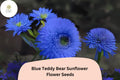 50 Blue Teddy Bear Sunflower Seeds – Rare Pom-Pom Blooms for Planting