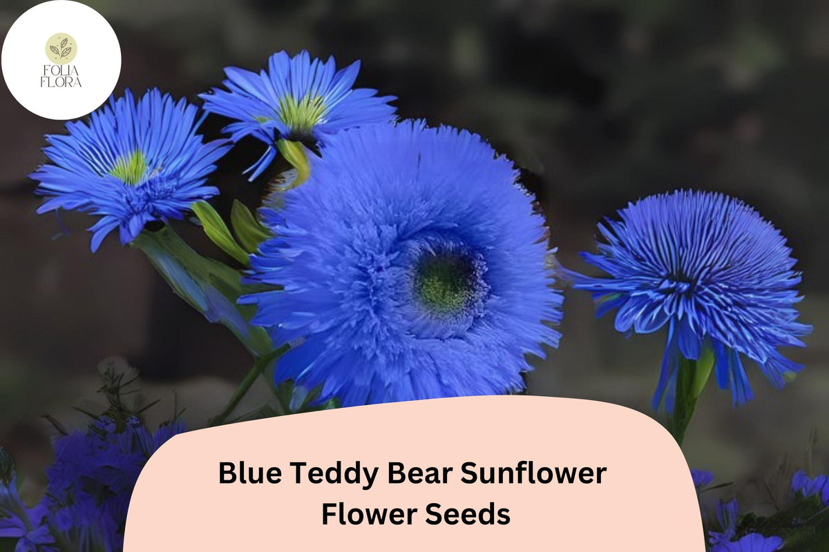 50 Blue Teddy Bear Sunflower Seeds – Rare Pom-Pom Blooms for Planting