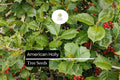 American Holly Seeds - 15 Native Evergreen Tree Seeds with Red Berries