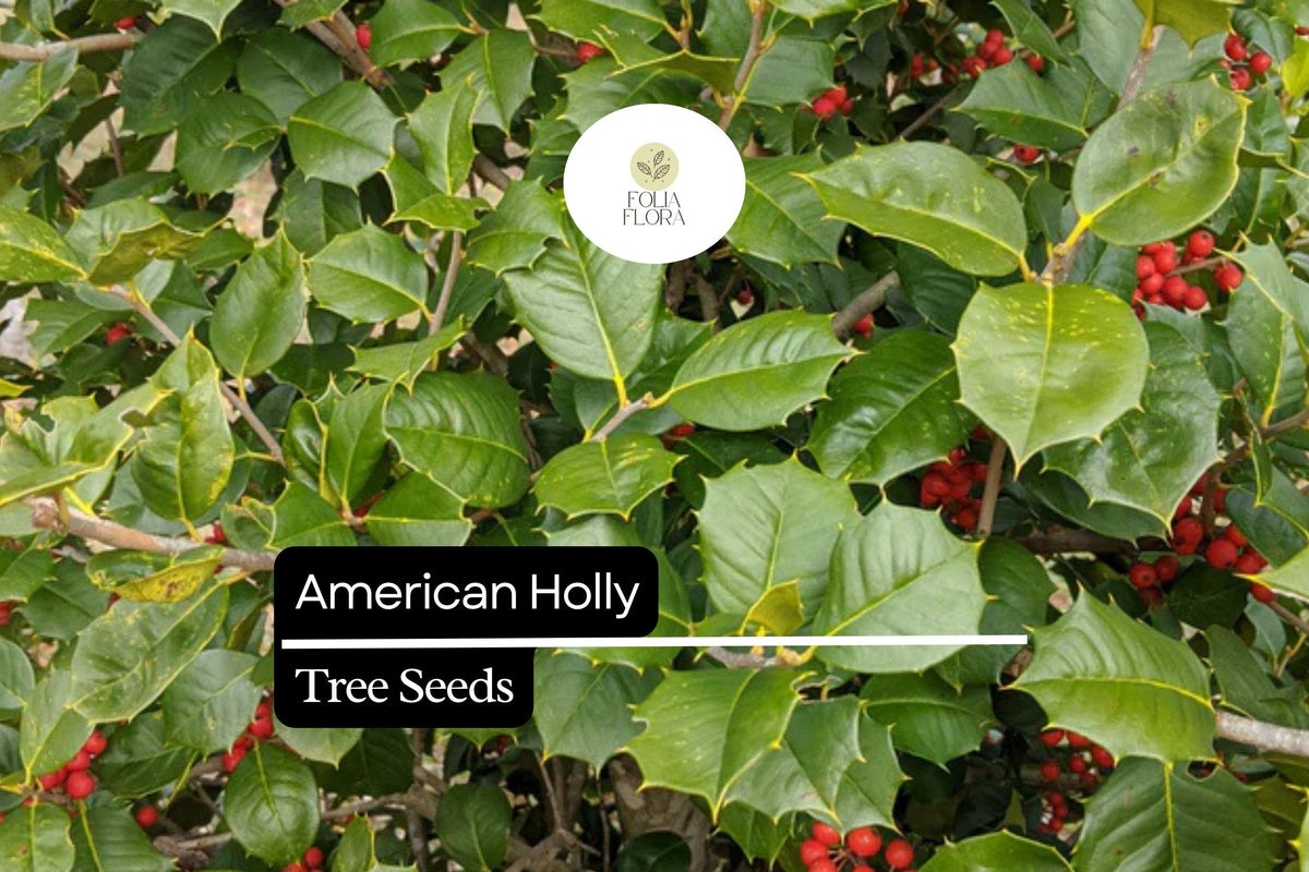 American Holly Seeds - 15 Native Evergreen Tree Seeds with Red Berries