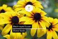 Black-Eyed Susan Seeds - Yellow Wildflower, Native Pollinator (25 Seeds)