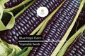 Blue Hopi Corn Seeds – 5 Heirloom Indigo Maize Seeds for Home Garden