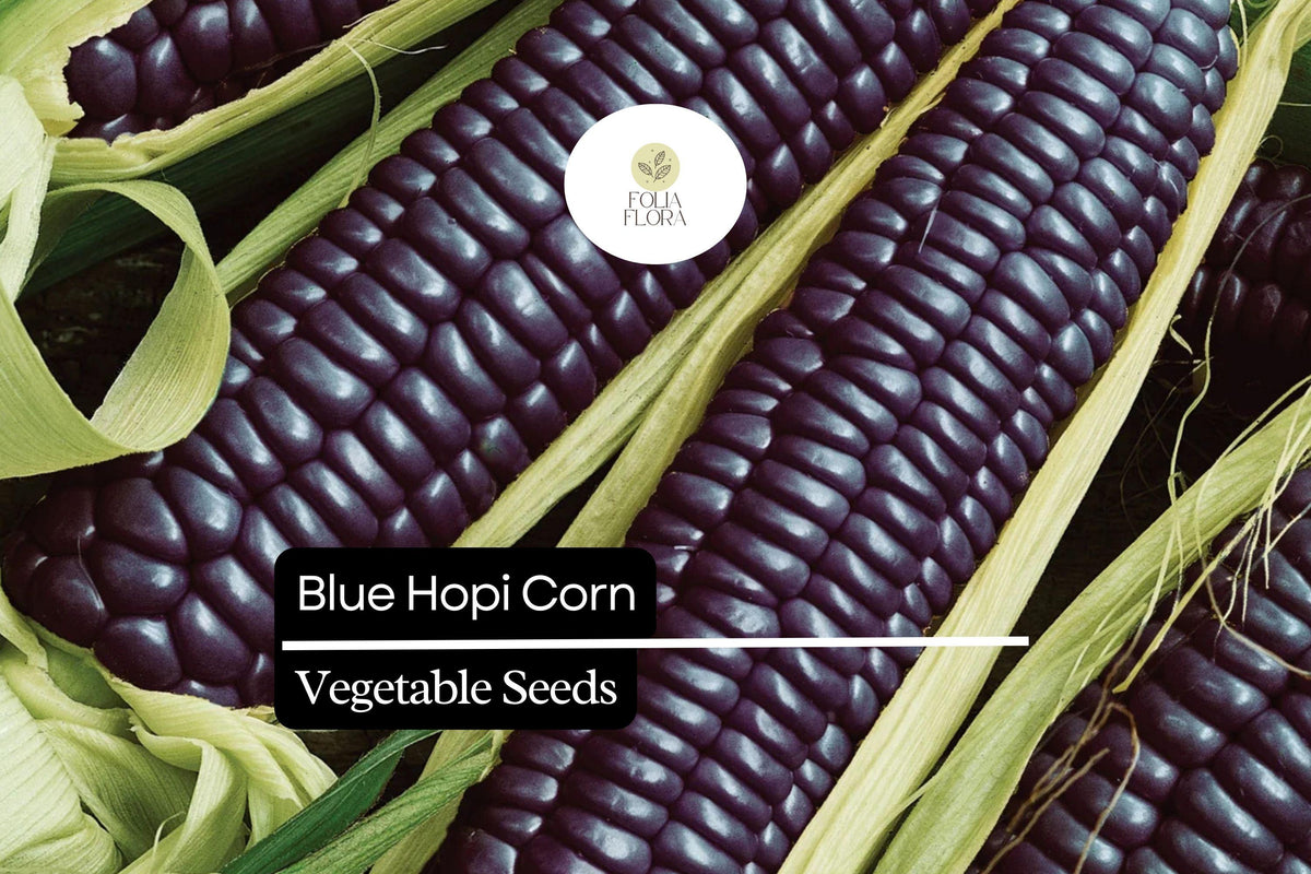Blue Hopi Corn Seeds – 5 Heirloom Indigo Maize Seeds for Home Garden