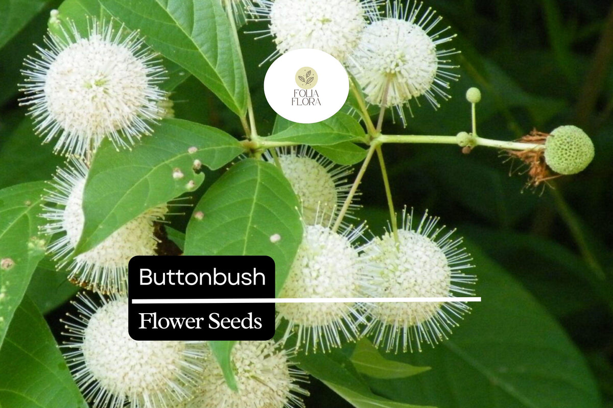 25 Button Bush Seeds - Cephalanthus occidentalis Native Shrub for Wetland Gardens