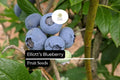 Elliott's Blueberry Seeds - 25 Wild Native Shrub Seeds for Pollinator Gardens