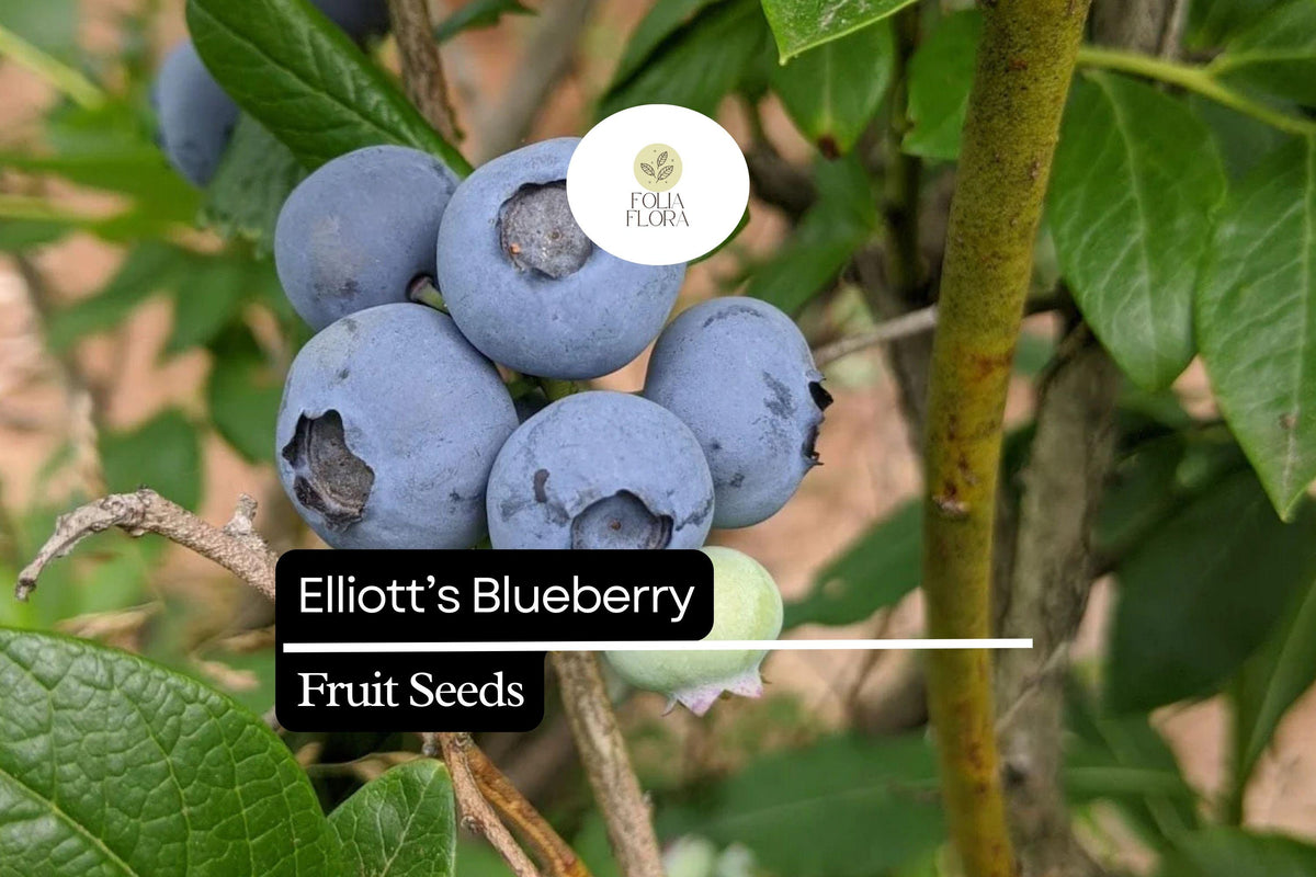 Elliott's Blueberry Seeds - 25 Wild Native Shrub Seeds for Pollinator Gardens