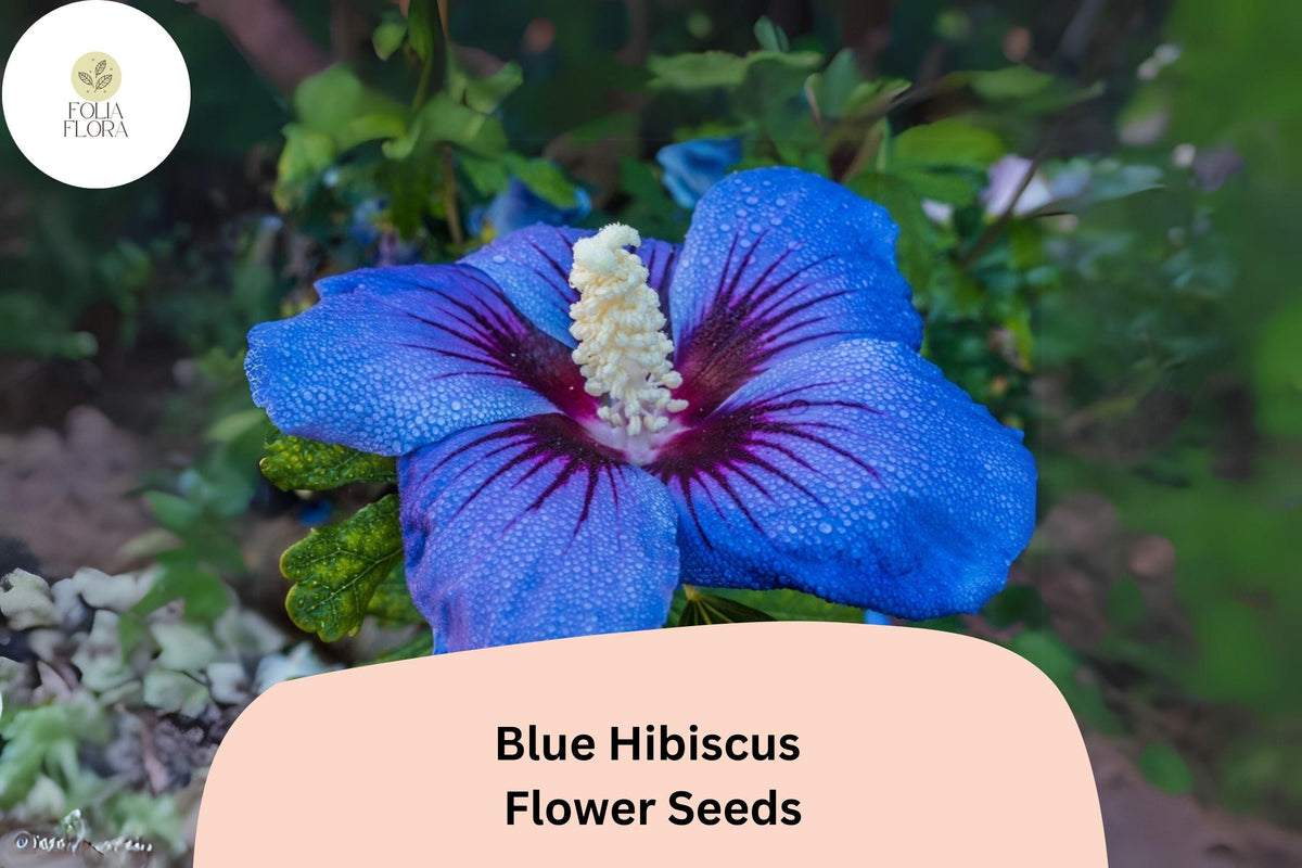 30 Blue Hibiscus Seeds - Rare Heirloom Alyogyne huegelii