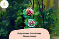 Ruby Green Twin Rose Seeds – 20 Rare Bi-Color Rose Seeds for Planting