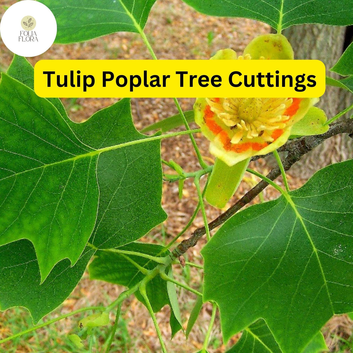 7 Live Tulip Poplar Tree Cuttings - Fast-Growing Shade Tree