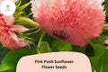 50 Pink Pooh Sunflower Seeds – Rare Double Blooms, Pollinator-Friendly