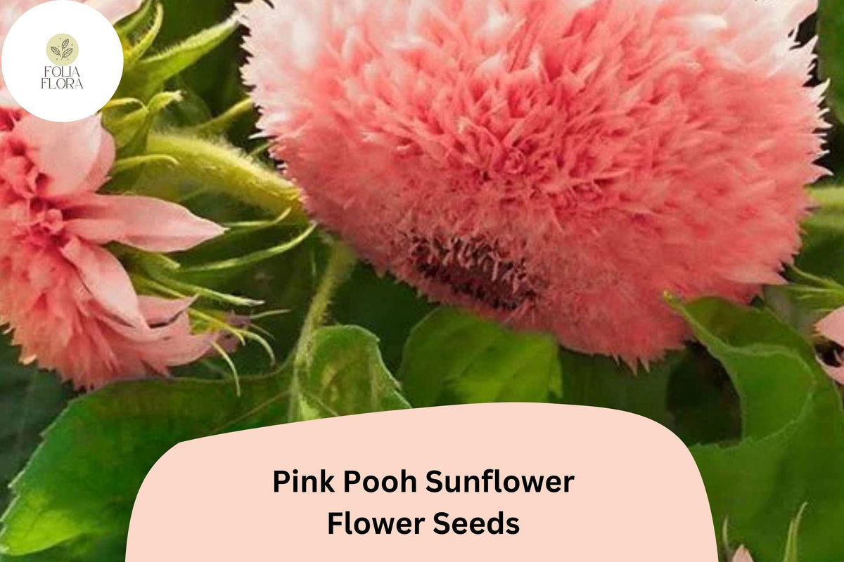50 Pink Pooh Sunflower Seeds – Rare Double Blooms, Pollinator-Friendly