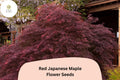 25 Red Japanese Maple Seeds - Acer palmatum Atropurpureum - Rare Ornamental Tree with Brilliant Red Foliage