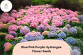 25 Mixed Hydrangea Seeds - Blue, Pink & Purple Blooms for Planting