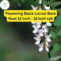 Flowering Black Locust Tree – Live Bare Root Plant 12-18 Inch