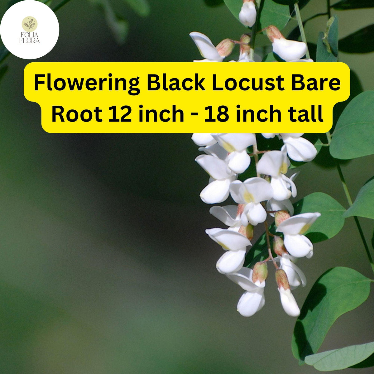 Flowering Black Locust Tree – Live Bare Root Plant 12-18 Inch
