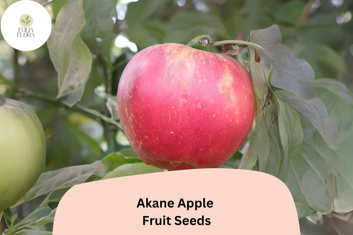 Akane Apple Seeds - 25 Heirloom Fruit Tree Seeds for Planting