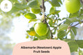 25 Albemarle Newtown Apple Seeds | Heirloom Green Fruit Tree