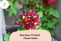 20 Firebird Rose Seeds - Multicolor Heirloom Bicolor Blooms for Planting