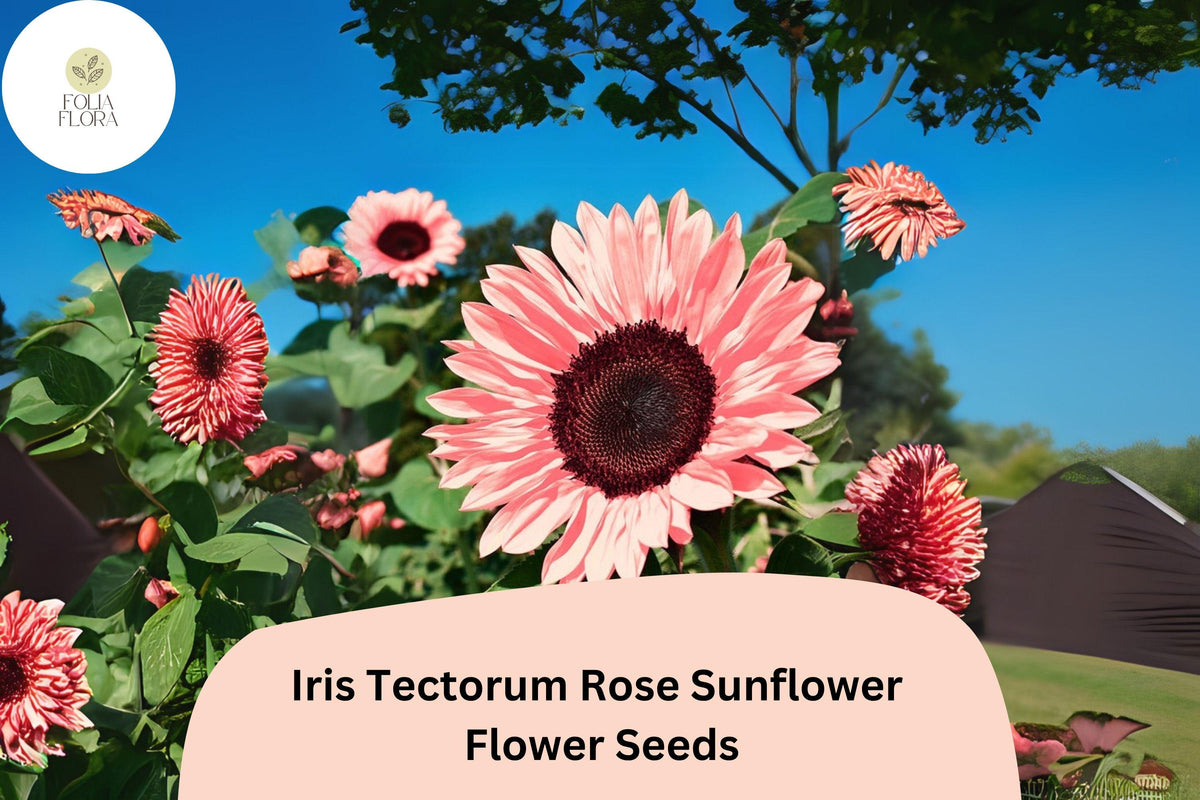Iris Tectorum Rose Sunflower Seeds - 50 Exotic Ornamental Blooms